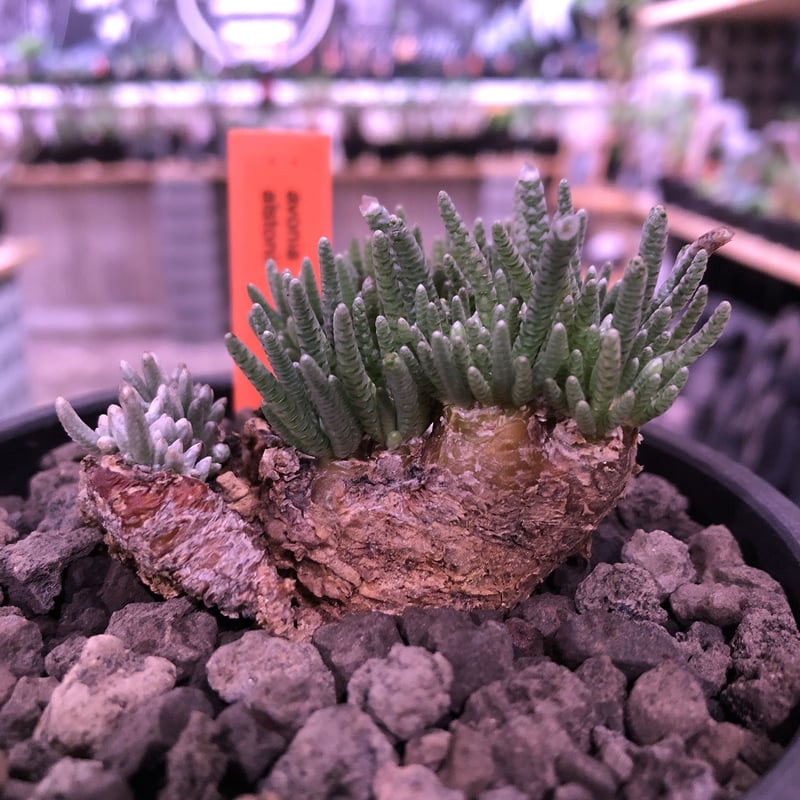 【稀少・赤花】5 うつぼ錦 アボニア クイナリア コーデックス 冬型 塊根 稀少・赤花】5 うつぼ錦 アボニア クイナリア コーデックス 冬型 塊根