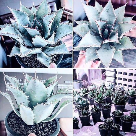 agave    guadala jarana  trelease   《M size》