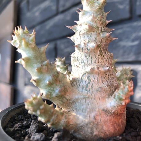 pachypodium windsorii《M size》※選抜littmon seed🌱※weight低き極ぼってり株元&枝振りも◎良樹形※mad black pot植え