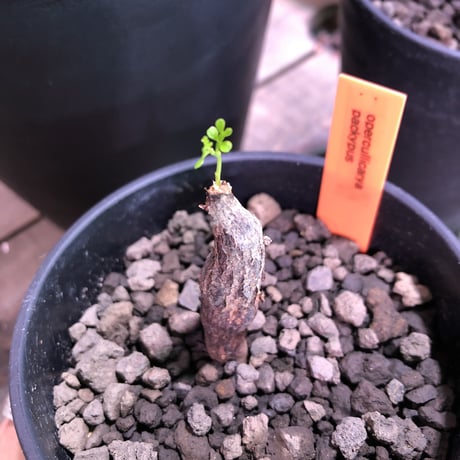 opercullicarya   packypus  littmon  seed🌱 《実生3年半株》※mad black pot入り