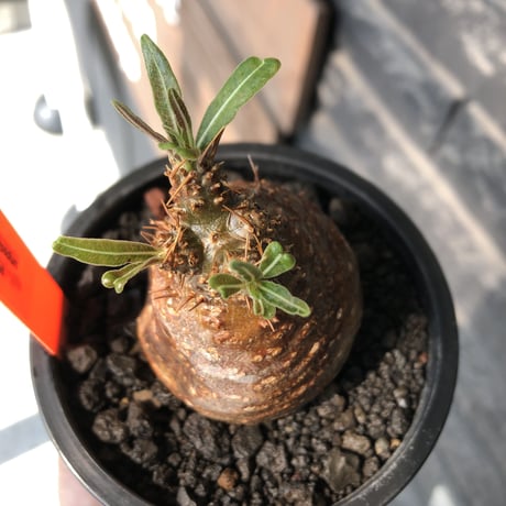 pachypodium gracilius《大きめS size》※希少赤肌&green肌＆球体株※現地球発根後店主国内管理2年株※短枝ツートンカラーが堪らない※mad black pot植え
