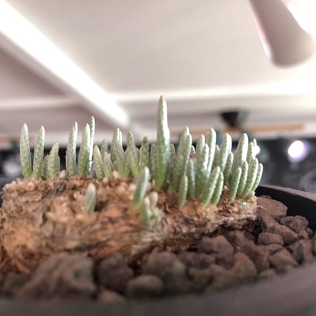 avonia   alstonii《L size》※特に、扁平感が強き大きめ塊根を持ち肌質粗めな希少大株アルストニー※ mad black bowl pot植え