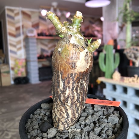 packypodium bispinosum 《小さめM size》※現地球発根済株‼︎※表皮の柄が大変美しい将来有望株‼︎激オススメ株※mad black bowl pot植え