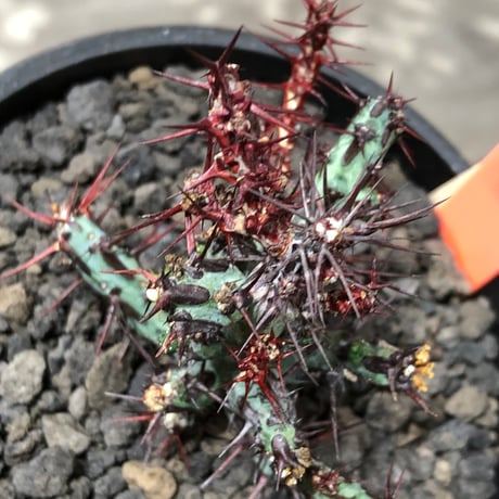 euphorbia aeruginosa《M size》※現地球株発根済※枝振り良く稀なほど整った出立ちバランスでキモカワナな渾身の一株‼︎※black bowl pot植え