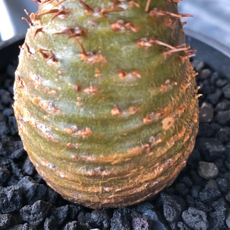 pachypodium gracilius《大きめS size》※現地球株発根済※可愛さだけでは終わらない!green肌＆現地焼けに横筋の強さも堪らない一株※black bowl pot植え