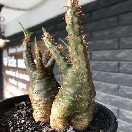pachypodium gracilius《M size》希少green肌&W-he'd株※現地球発根後店主国内管理2年株※強いgreen肌とぼってり株元な選抜株※mad black pot植え