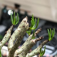 tylecodon buchholzianus《S size》※現地球株発根済※コンパクトで良樹形balanceなかわいい一株※black pot植え