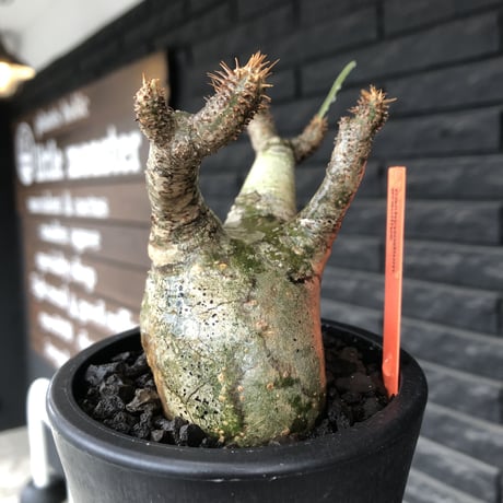 pachypodium gracilius《小さめM size》※希少‼︎green肌※現地球発根後店主国内管理3年株※絶妙な枝振り&樹形balance株※mad black pot植え