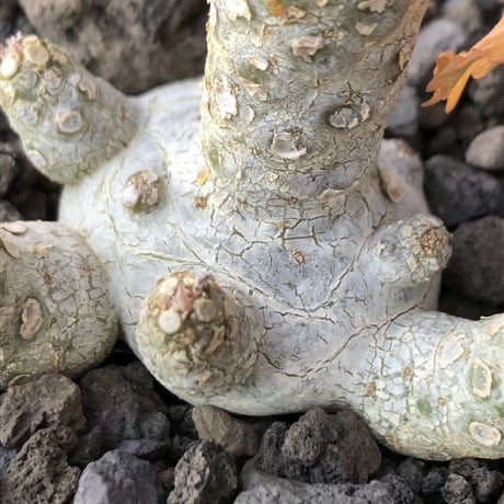 希少‼︎dorstenia  horwoodii《大きめM size》※現地球株発根済※極白肌&weight低きぼってり株元に良枝振りが堪らない※black bowl pot植え