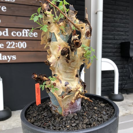 commiphora  holtziana《LL size》驚愕‼︎極太株※現地球発根後店主国内管理3年株※灌木が故の渋さ佇まいが堪らない渾身の極太wild株※mad black bowl pot植え