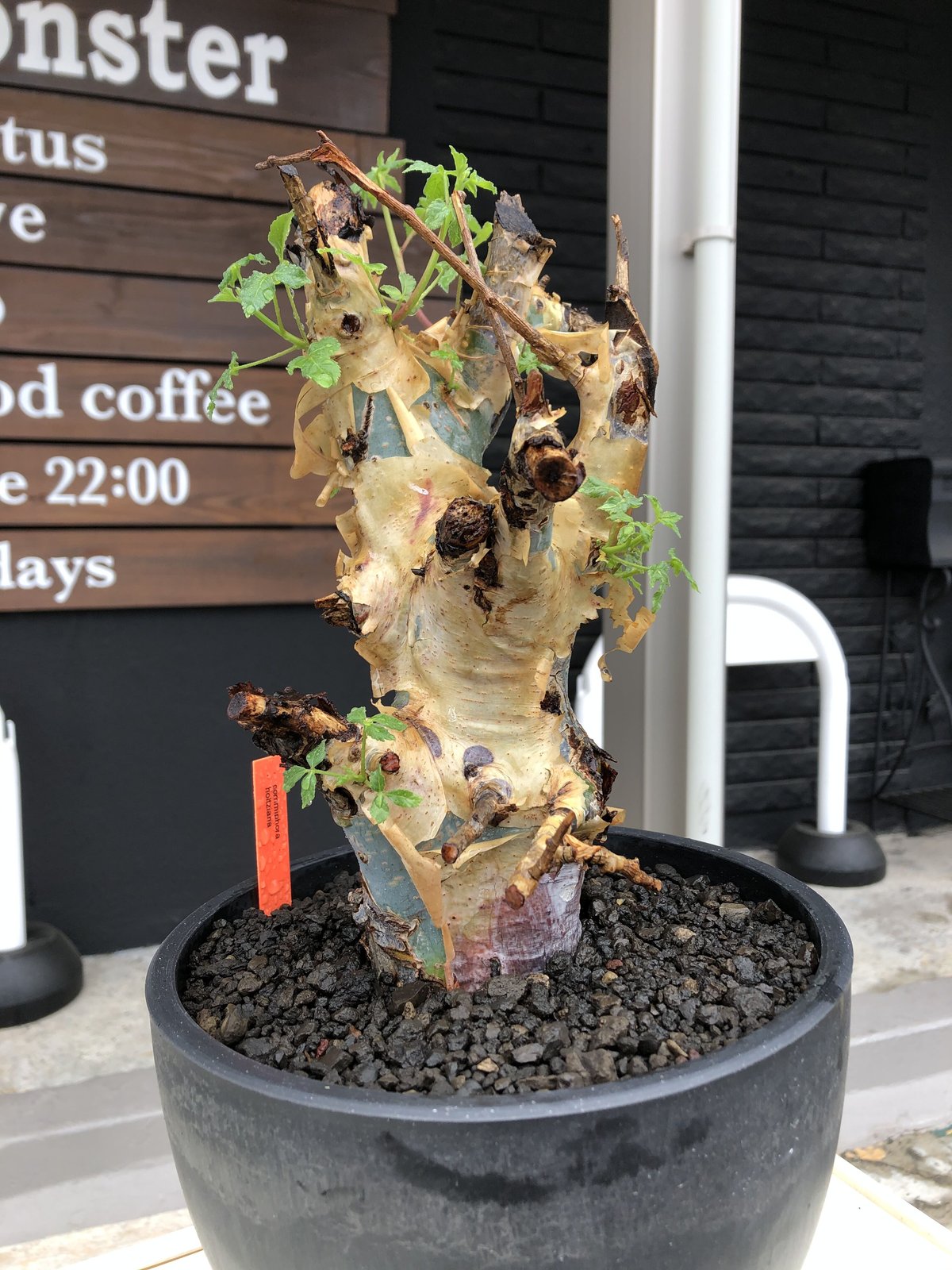 fit=scale-down,w=1200