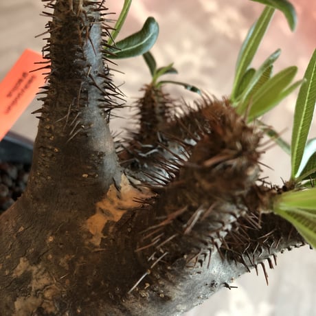 packypodium  gracilius 黒肌《M size》  現地球  発根済み株   mad black pot植え