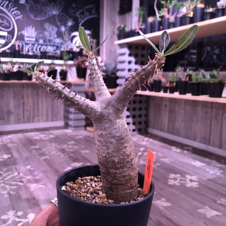 packypodium    cactipes《S size》発根済み株‼︎