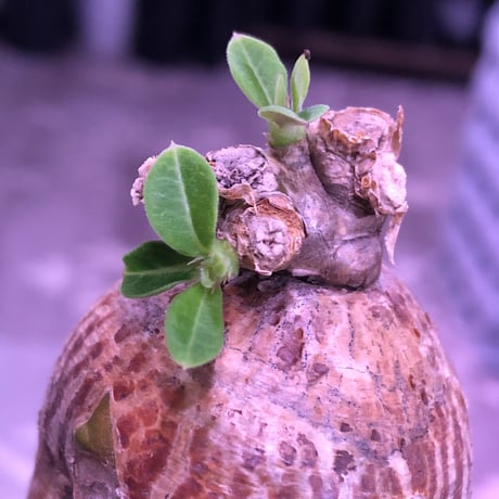 packypodium bispinosum 《S size》※現地球発根済株‼︎※ツルッと丸々した茶肌株の上、表皮の柄が大変綺麗な一株‼︎※mad black pot植え