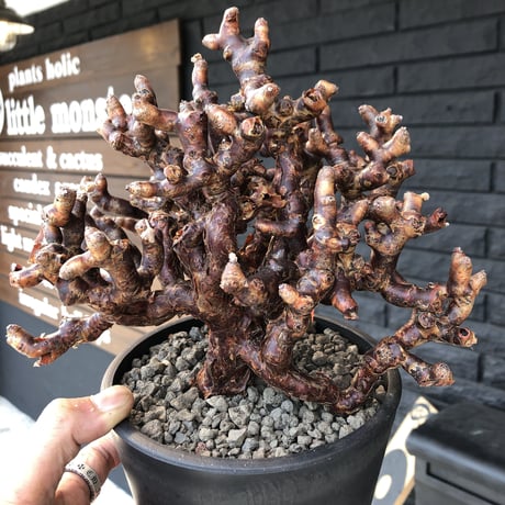 pelargonium  mirabile《L L size》※国内10年 店主管理株‼︎ mad black pot植え