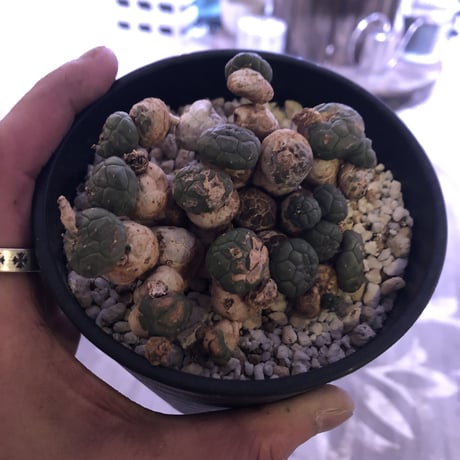 euphorbia     globosa