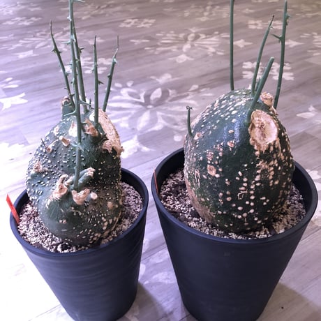 adenia   globosa《L L size》