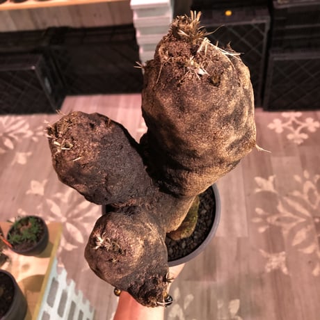 xerophyta  trichophylla《L size》※現地球発根済株※驚愕強靭株※極太枝を持つbigキセロ‼︎※mad black pot植え