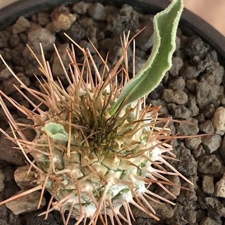 packypodium  namaquanum 光堂《M size》littmon seed🌱※希少‼︎手乗り良きサイズ感の光堂‼︎しっかり育て渾身の一株※mad  black bowl pot植え