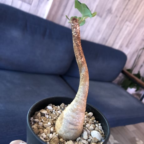 euphorbia     ramena