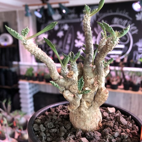 euphorbia tulearensis《L  size》※大変大きめの塊根を持つ希少性激高塊根ユーフォルビア‼︎太枝で全体balanceも良き将来有望株※mad black bowl pot植え