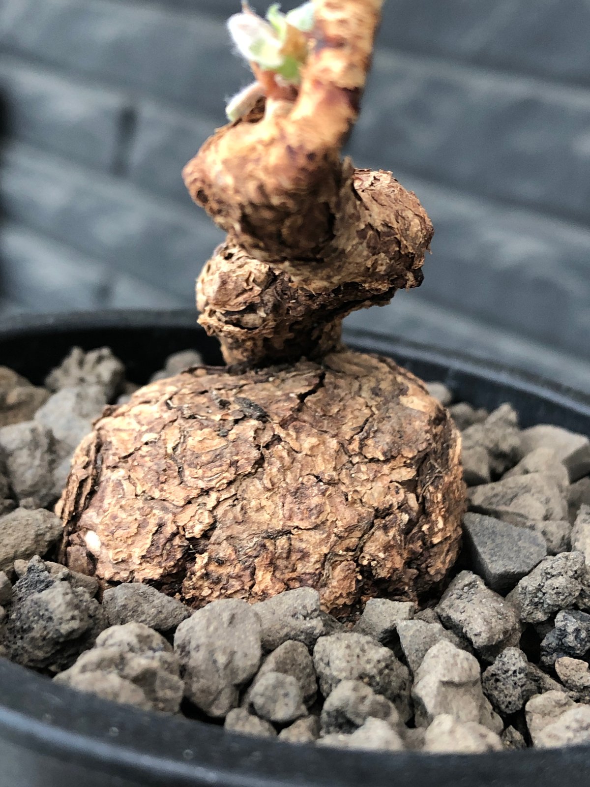 pelargonium triste《M size》※現地球発根後店主国内管理1年株※味深き
