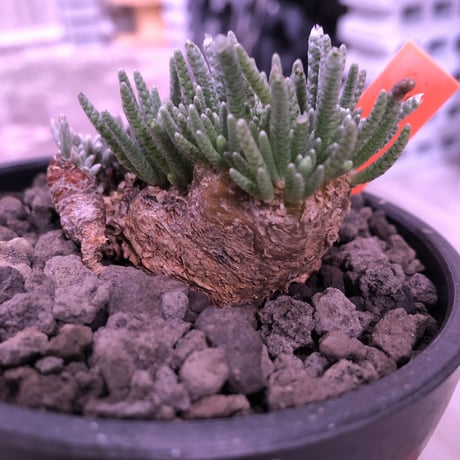 avonia   alstoni 《L L   size》※特化した塊根樹形を持つアルストニー希少大株※ mad black bowl pot植え