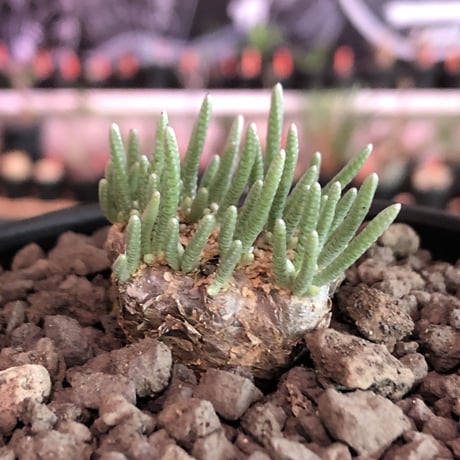 avonia   alstonii《M size》※しっかりとした塊根を持ち冬型らしいかわいい多肉質の葉と開花が魅力な冬の人気者‼︎※ mad black bowl pot植え