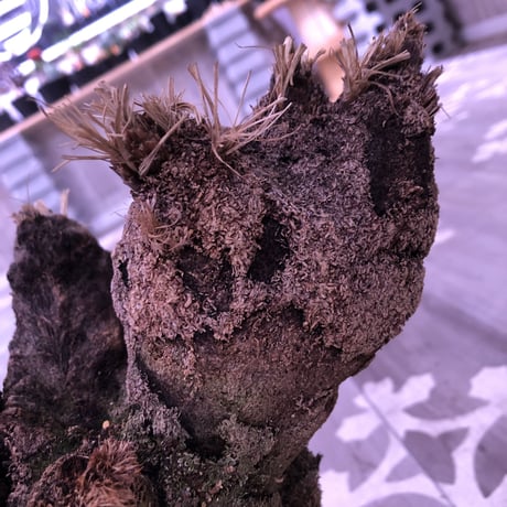 Xerophyta   Trichophylla《L L size》発根済み株   芽吹き待ち