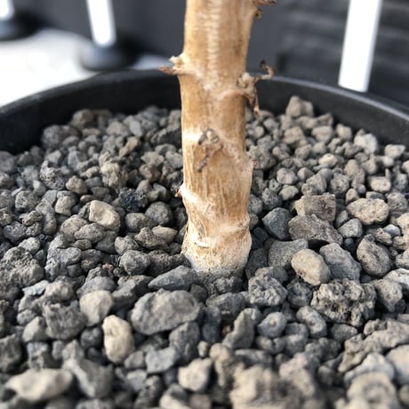 othonna clavifolia《大きめM size》littmon seed🌱※ぷっくり多肉質の葉を展開する冬型の人気者‼︎リトモン実生株※mad black pot植え
