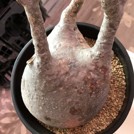 packypodium  gracilius《L L size》※現地球発根済み株‼︎ ※球体でbigなグラキ※令和二年記念‼︎リトモン驚愕株🤩No.③