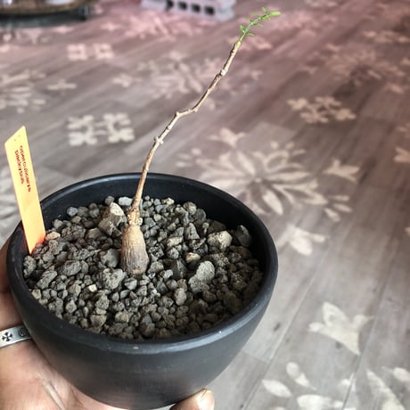 opercullicarya   packypus  littmon  seed🌱 《実生3年半株》※ bowl mad black pot植え