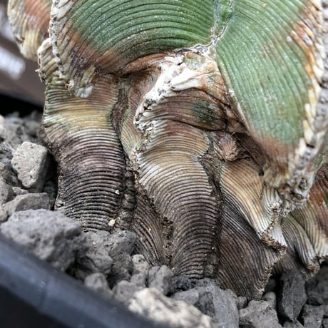 aztekium hintonii《LL size》※現地球発根後店主国内管理22年株※マニア様には涎モノの大変希少な大株現地球ヒントニー※mad black bowl pot植え
