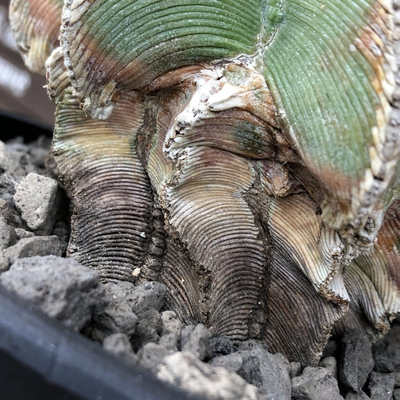 aztekium hintonii《LL size》※現地球発根後店主国内管理22年株※マニア