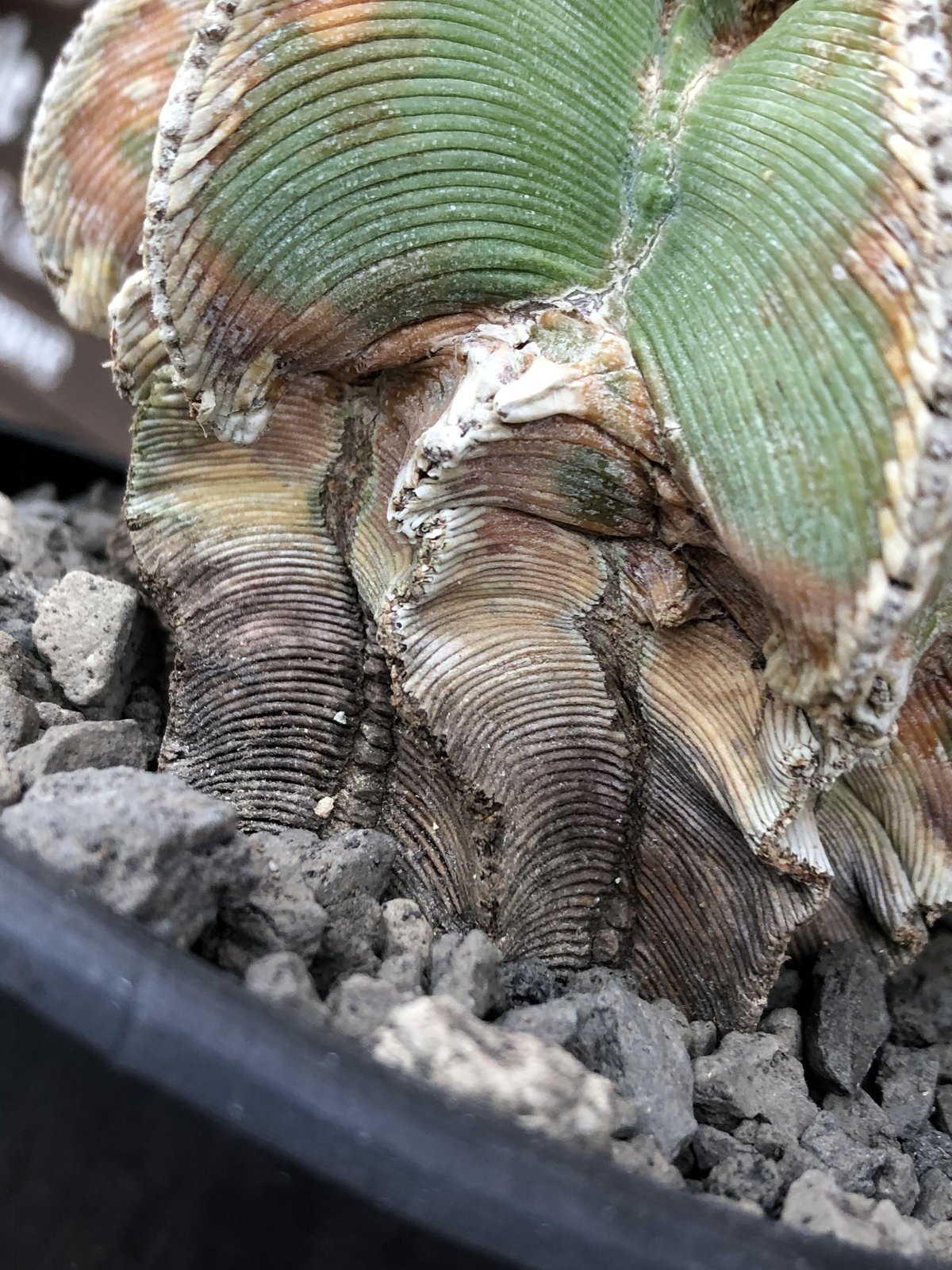 発根済　現地球　アズテキウム　ヒントニー　 aztekium hintonii Aztekium hintonii【アズテキウム・ヒントニー・カキ仔】 | RIMO'S