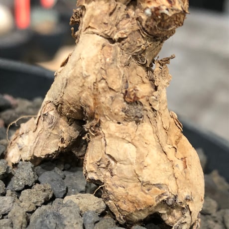 pelargonium  pulverulentum《L size》※現地球株発根済※足元から二股になっており絶妙な樹形バランスが堪らない‼︎※black pot植え