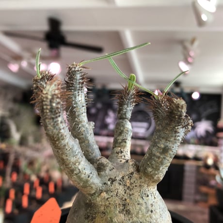 pachypodium  gracilius《S size》特化したピンクベージュ肌※現地球発根済株※店主国内管理2年株※ぼつてり樹形に枝振りよく何よりカラーも堪らない※mad black pot植え