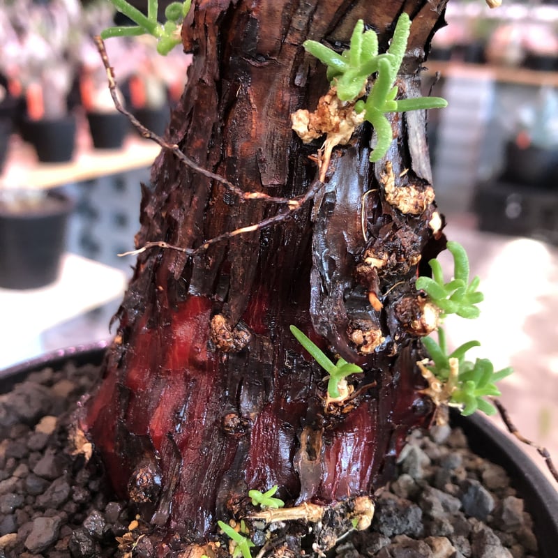 mestoklema tuberosum《M size》※現地球発根済株※幹は太めweigh