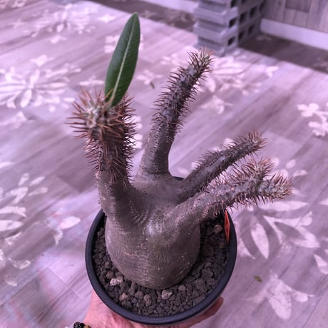 packypodium  gracilius《L size》※現地球発根済株‼︎※大変綺麗な肌質と枝振りbalanceも出来過ぎな美球体株‼︎※mad black bowl pot植え