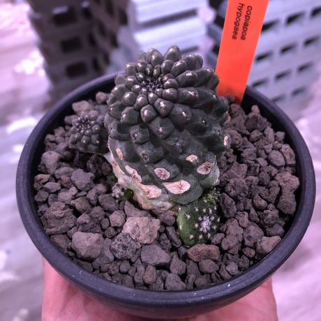 copiapoa   hypogaea《M  size》子吹き株※現地球カキ仔自根株※店主国内管理3年株※黒肌に優しい黒棘がwildなヒポガエア※mad black bowl pot植え※No.④