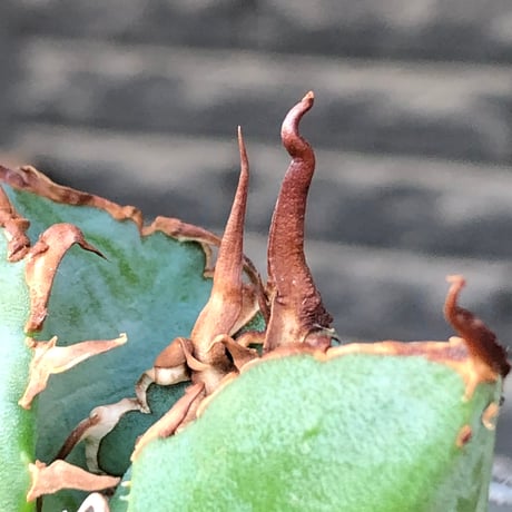 agave titanota  白鯨陽炎type《S size》※現地球株発根済 ③※唸り良き鋸歯に幅広肉厚タイプ※black pot植え