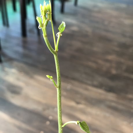 adenia     epigea  希少株‼︎