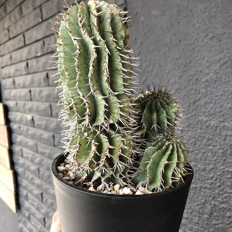 euphorbia    horrida《4分頭ホリダ》再入荷お知らせ通知分