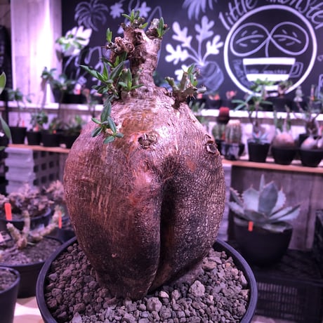 packypodium  bispinosum《大きめL size》※現地球発根済株※店主国内管理4年株※wildな表皮質に大きくぼってりまん丸樹形が堪らない‼︎※セラアートpot植え
