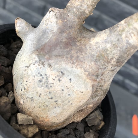pachypodium gracilius《小さめM size》※現地球発根後店主国内管理3年株※大変ぼってり感強き樹形に霜降り斑点柄が可愛い一株※mad black pot植え