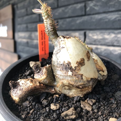 pachypodium gracilius《M size》現地焼け肌&4-he'd株※現地球発根後店主国内管理3年株※まさに🥚卵のかの如く‼️渾身の一株※mad black bowl pot植え
