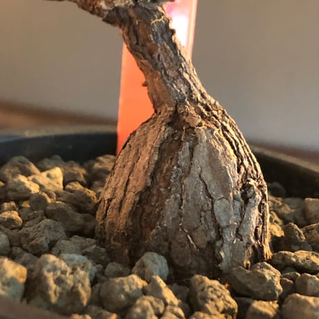 pelargonium lobatum《L  size》※現地球発根済株※店主国内管理6年株※個体差として大変特化した樹形の持ち主‼︎ロバツムにしてはbig株※mad black pot植え
