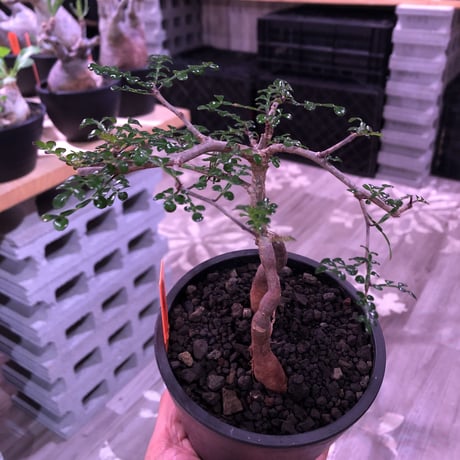 opercullicarya   decaryi  littmon  seed🌱  《3年株》※成長早く例年変化を感じながら育てられるしっかり作り込んだ良株※mad  black  pot植え