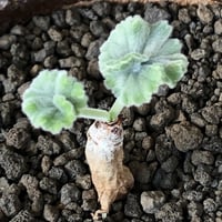 pelargonium  mirabile《SS size》※littmon seed株※誰もが愛おしく堪らないと感じる冬型の人気者※信楽陶器鉢植え
