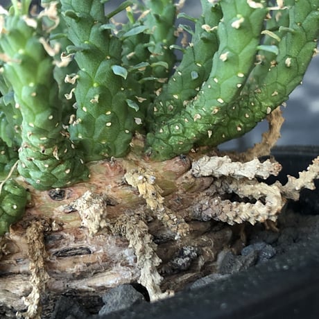 euphorbia gorgonis《L size》※現地球発根後店主国内管理3年株※人気🐙タコもの‼︎美多肉質葉&木質wild塊根の二面性が魅力※mad  black  pot植え